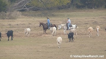 SJS California Poppy, RJ, and Sure Revolutionary - gathering cattle #2! - ValleyViewRanch.net