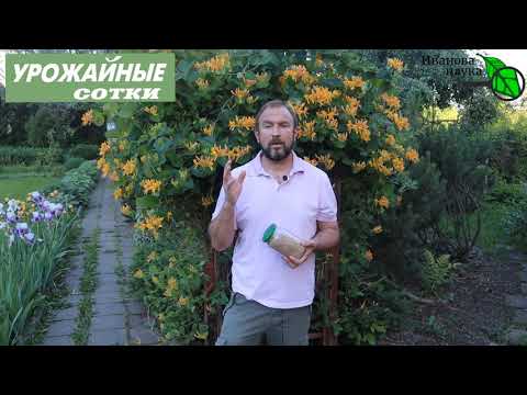 ДОМАШНЯЯ ТРИХОДЕРМА -