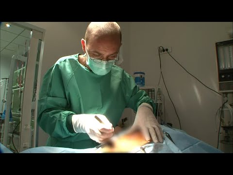 Vidéo: Un Chien Ingère Un Cintre, Sauvé Par Une Chirurgie D'urgence