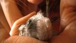 extremely tame mouse