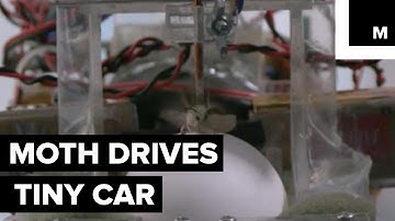 Moth drives a tiny car for science