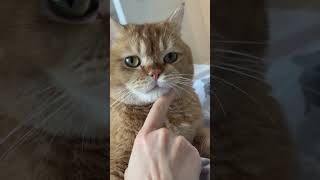 Кусь 🦁😄 #веселыекоты #красиваякошка #красиваякошка #kitten #прикольныекоты #cute
