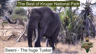 The Best Of Kruger National Park ❤️ Sweni The Huge Elephant Tusker