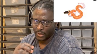 Ball Python Reaction Video | Reaction Video to (BEST AGING Ball Python Combos) By #Hetflix 162
