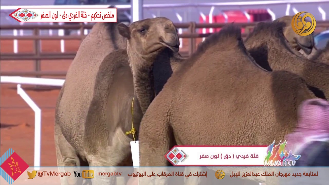 ملخص تحكيم - فئة الفردي دق - لون الصفر  || الجمعة 27-12-2019م #مهرجان_الملك_عبدالعزيز_للإبل_4