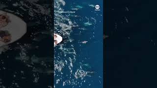 Pod of dolphins swims with tourist boat