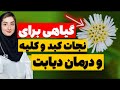 دیابت ، کبد وکلیه خود را فقط با روزی یک لیوان از دمنوش این گیاه درمان کنید!