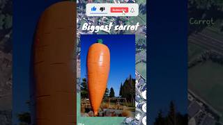 I find biggest carrot on Google map and google earth maps earth short