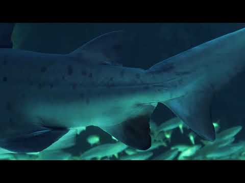 Megamouth Shark: The Science of Its Luminous Maw