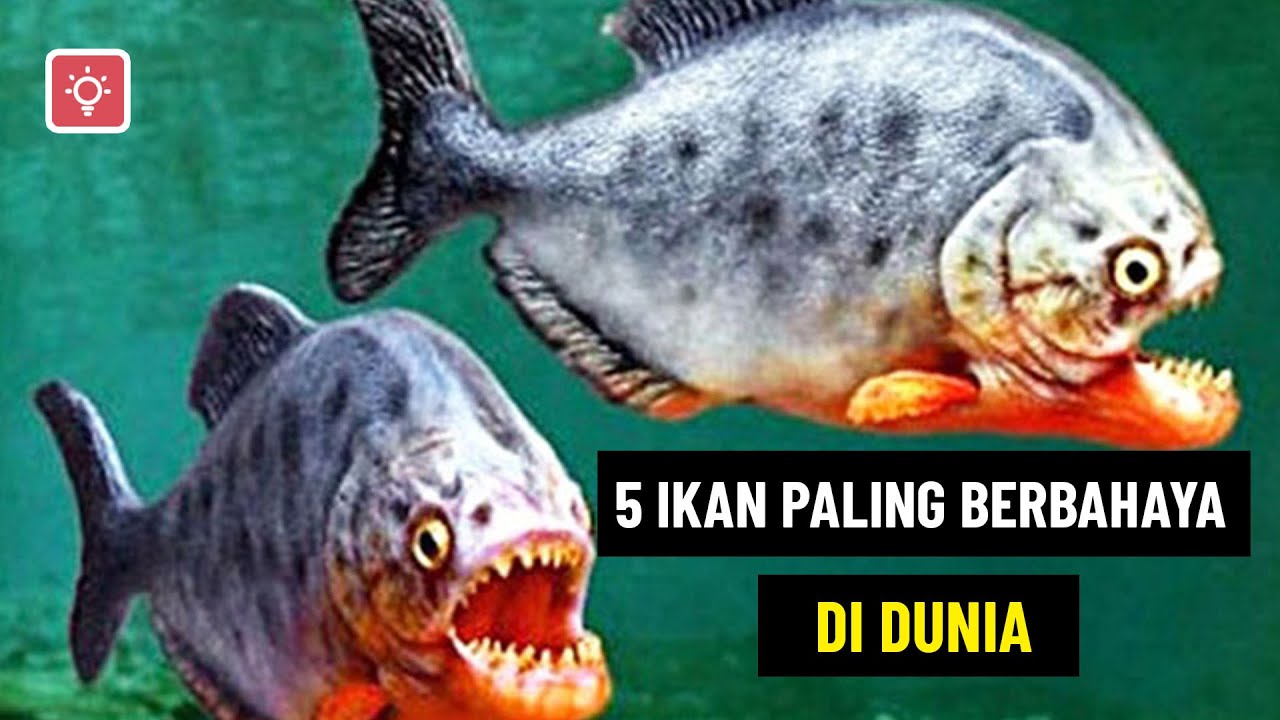 5 Ikan  Air  Tawar  paling berbahaya di  dunia YouTube