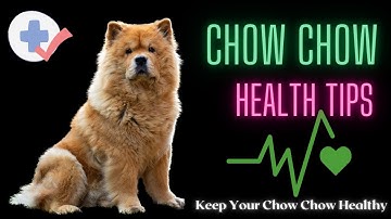 Chow Chow Health: What Every Owner Needs to Know