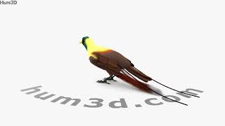Red Bird-of-Paradise 3D model by 3DModels.org