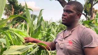 King corn Farming in Jamaica