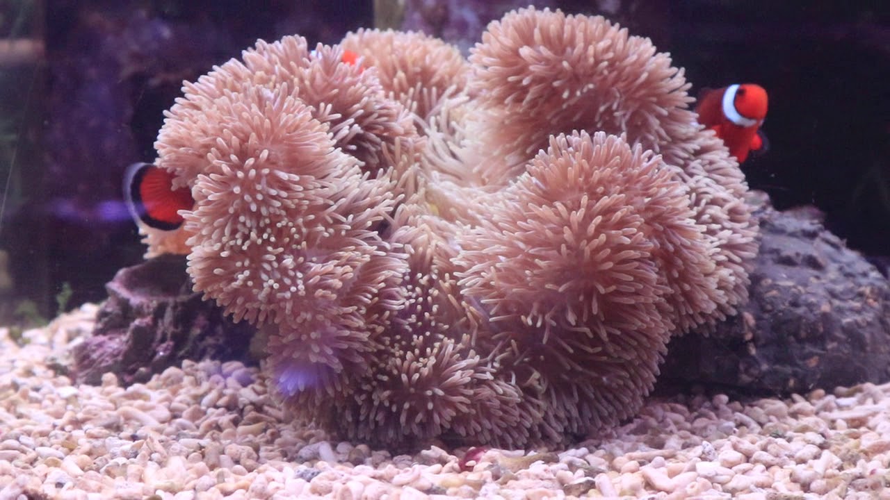 ハタゴイソギンチャク Youtube