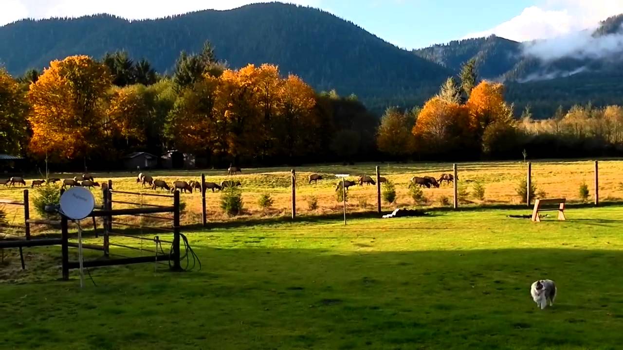Stone cabin elk herd Quinault YouTube