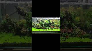 planted aquarium #aquarium #aquascape #plantedtank #fishtank