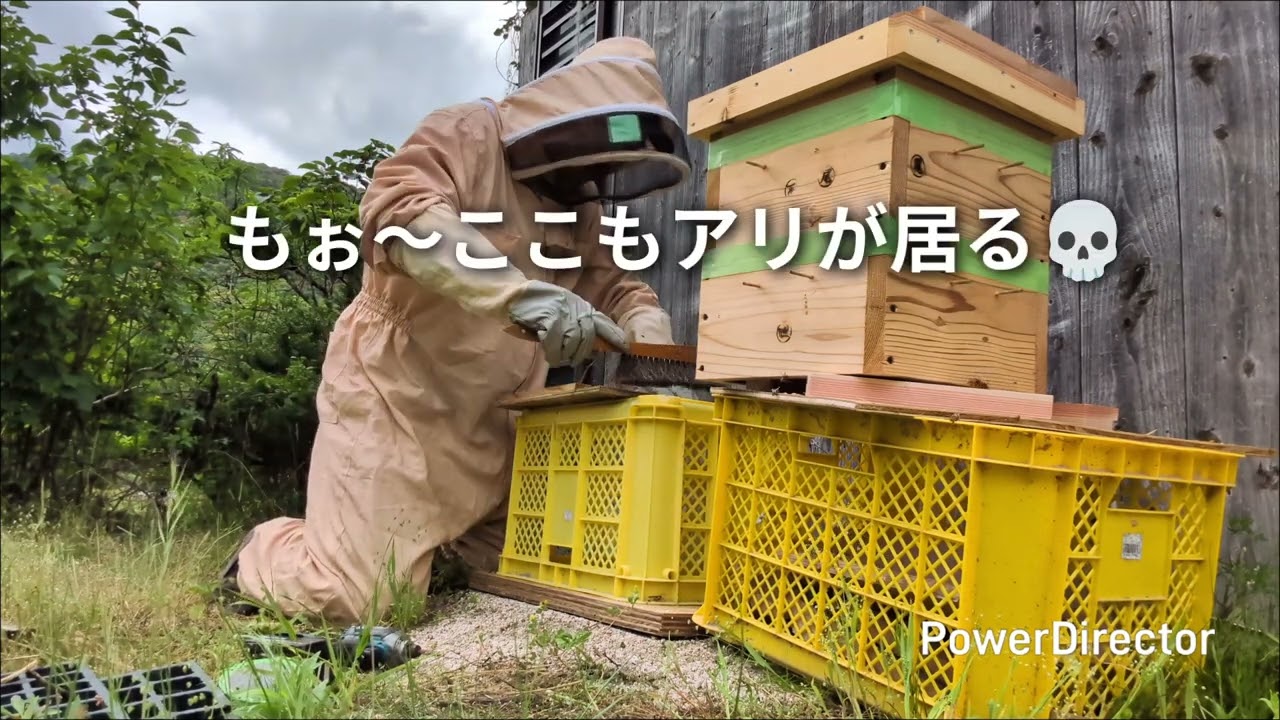 【あなたの巣箱サイズに合わせて継箱オーダーメイド承ります！】日本ミツバチ継箱8個 日本ミツバチ継箱 #日本みつばち #継箱 - YouTube