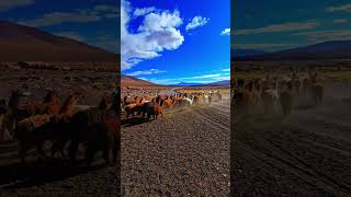 Dame nature #paysage #voyage #alpaga #montages #animauxsauvages