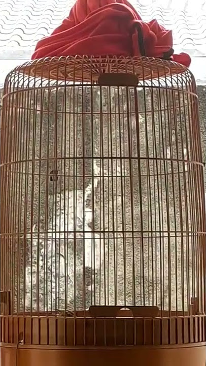 Branjangan Mongolian lark