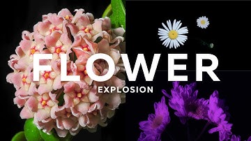 Watch Flowers Explosion on Flower Blooming. Time-Lapse for Your Eyes Power music