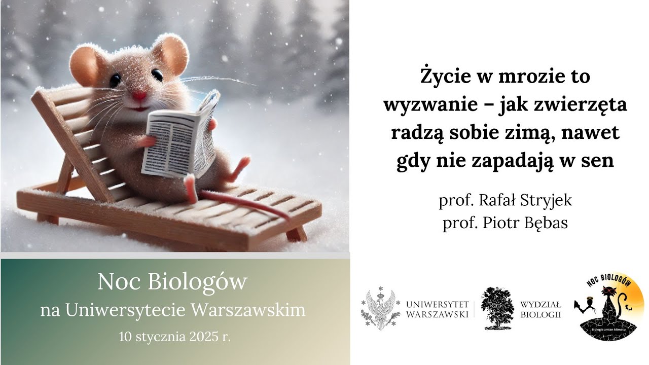 Życie w mrozie to wyzwanie - jak zwierzęta radzą sobie zimą, nawet gdy nie zapadają w sen