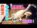 【レビュー】秋田犬ゆきまるが犬用の知育玩具に挑戦！！【秋田犬】【Akita Puppy】