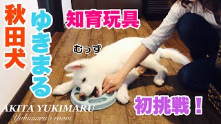 【レビュー】秋田犬ゆきまるが犬用の知育玩具に挑戦！！【秋田犬】【Akita Puppy】