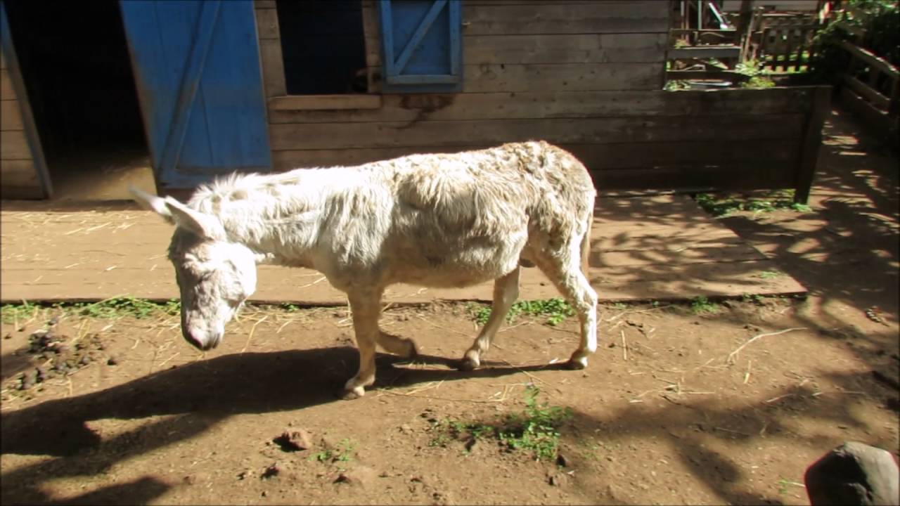 Randonnée à Grand Bassin île de la Réunion