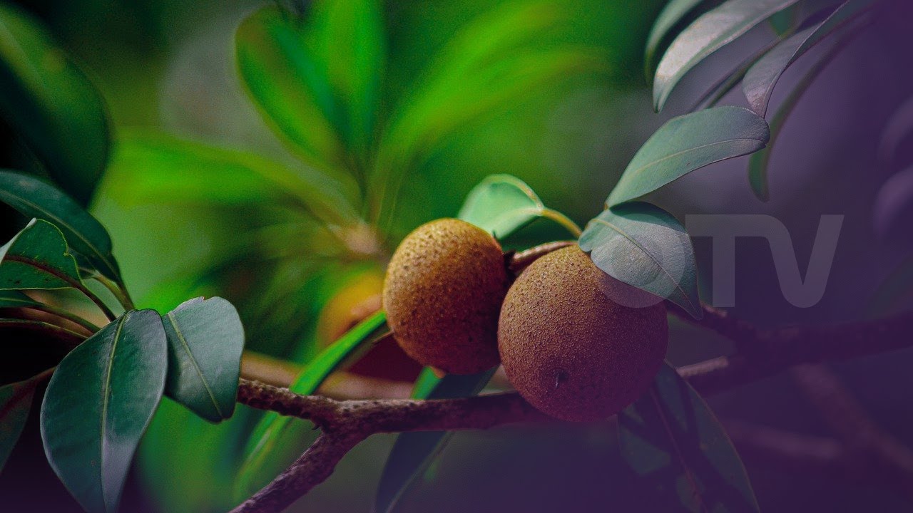 ما هي فاكهة السابوتا؟