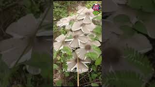 When Mushrooms Start Walking! 🍄🚶 | Full Brain Rot 7 #funny