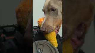 Saving a 1990's Honda Mini Bike (CUB ez90) Part 3