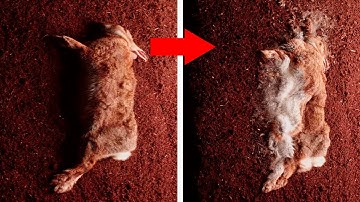 Rabbit Death Decomposition | Timelapse 4K