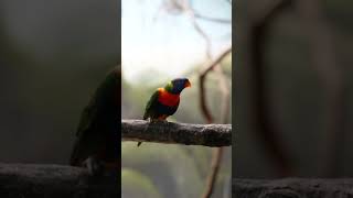 EXOTIC BIRDS most beautiful in the world?