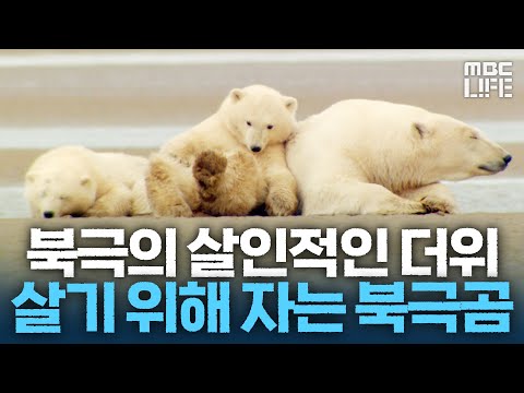 북극의 살인적인 더위, 살기 위해 잠을 자는 굶주린 북극곰 #북극의눈물 #MBClife MBC081214방송