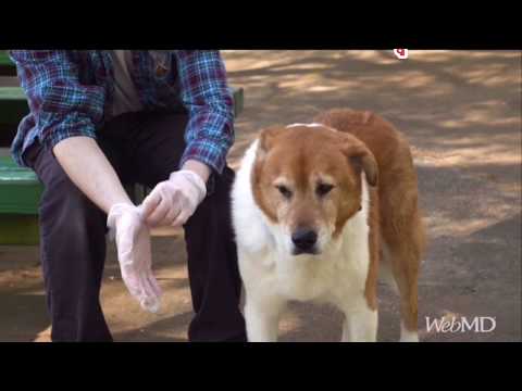 วีดีโอ: วิธีกำจัดเห็บออกจากตัวสุนัข
