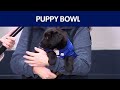 Puppy Bowl, Italian pastries, pizza, Antarctica: Good Day Austin Round-Up | FOX 7 Austin