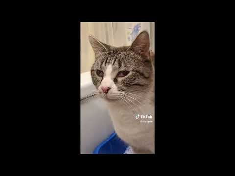 Cat Pursing Lips While Shitting