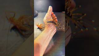 beautiful wild animal #animals #beautiful #funny #unique #giant #viral #reels #top #fyp #wildanimals
