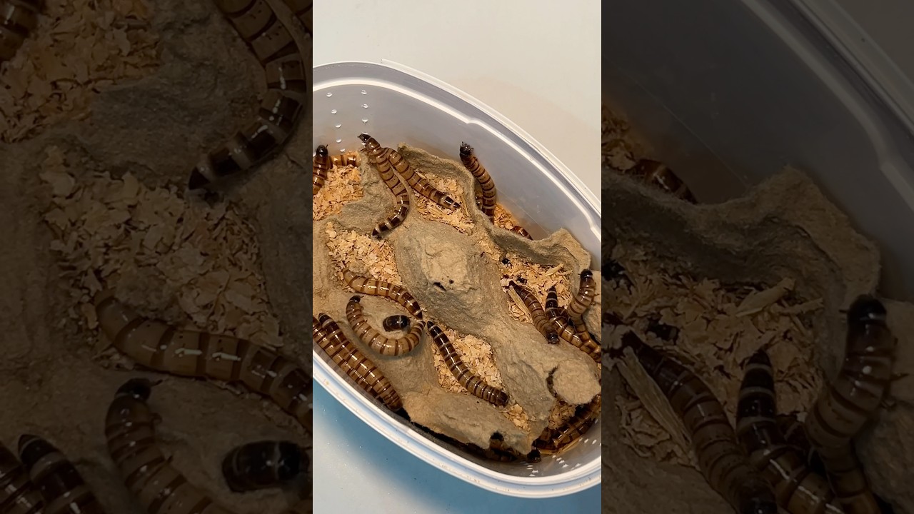 Live Feeding 🚨 Feeding Live Mealworms to My African Cichlids