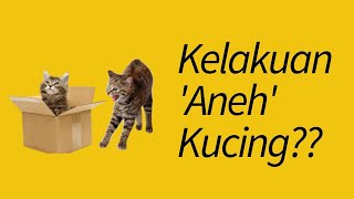 MENJAWAB 15 Tingkah Laku Kucing yang 'Aneh' dan Lucu by MeowCitizen 9,662 views 3 years ago 10 minutes, 20 seconds