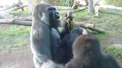 2 Gorrilas Eating Poop - ORIGINAL