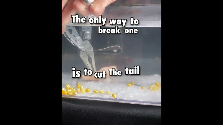 Prince Ruperts Drop experiment at 875,000 fps