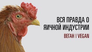 ВСЯ ПРАВДА О ЯИЧНОЙ ИНДУСТРИИ | Почему веганы не едят яйца?