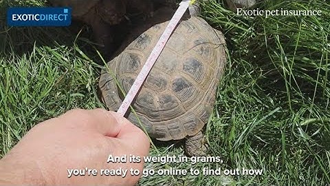How to hibernate your tortoise