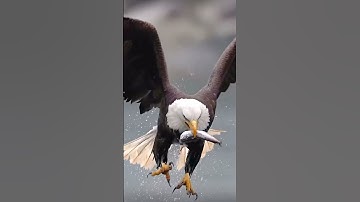 #egzonibrahimi #سورة_الإخلاص #ikhlas #shortvideo #nature