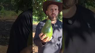 Abacate para porcada!