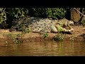 Giant Crocodile in Bhitarkanika, Odisha in eastern India.