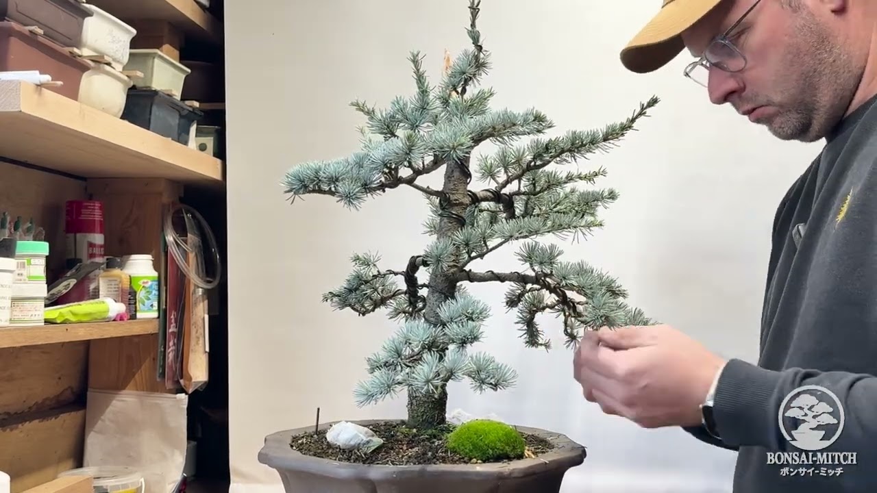 Bonsai Blauzeder | Erstgestaltung Oktober 2025 | #21