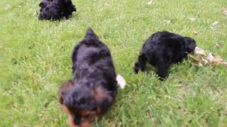 Yorkie Poo Puppies for Sale