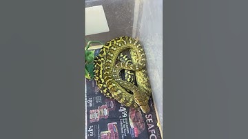 USCBB Moluccan Scrub Python you beezy